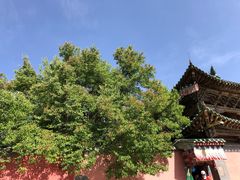 -塔尔寺-菩提树