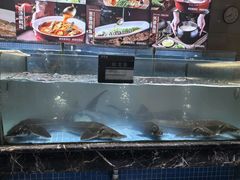 -饭怕鱼·黄焖鲟龙鱼(湖大店)