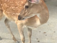 -鹿境梅花鹿生态园区