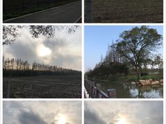 -上海长兴岛郊野公园