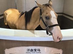 -中国马镇舞马世界主题乐园