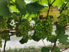 -金谷域澳洲庄园