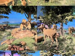 -国家自然博物馆