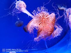 -海合安天津极地海洋公园