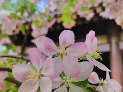 -海棠花溪(元大都城垣遗址公园)