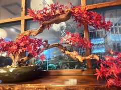 -鸟鹏烧鸟居酒屋(龙岗万科店)