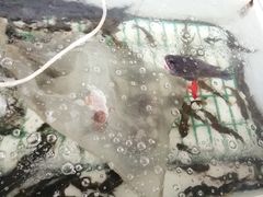 -金台阶鱼馆(于桥水库店)
