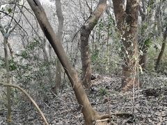 -上海佘山国家森林公园天马山园