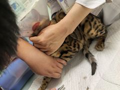 -宠福鑫康馨动物医院·骨科·眼科