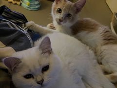 -猫大福·Fortune Cat猫舍(百子湾店)