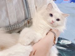 -瞄一喵猫咖(格力海岸店)