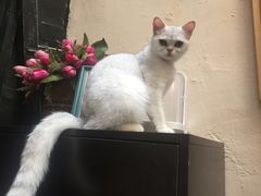 -猫色咖啡·猫咖