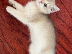 -欣宠猫屋·矮脚拿破仑·蓝金金渐层