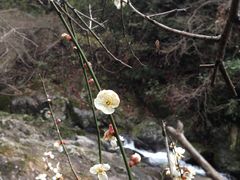 -东天目山风景区