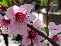 -桃花堤公园