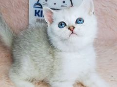 -十年猫舍·猫咪专门店(普陀店)