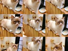 -猫色咖啡·猫咖
