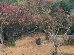 -岚山猴子公园