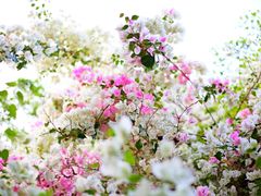 -深圳国际园林花卉博览园
