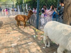 -长白岛森林公园