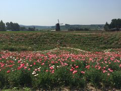 -北纬44度·金珠花海休闲农业旅游景区