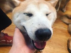 -柴犬高等学院·狗咖·柴犬售卖·宠物训练
