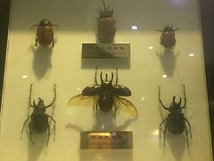 -上海昆虫博物馆