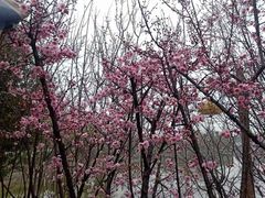 景观位-马帮寨院坝火锅(龙港公园店)