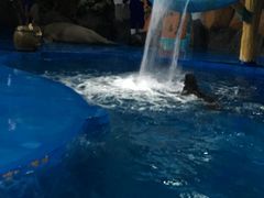 -烟台海昌鲸鲨海洋公园