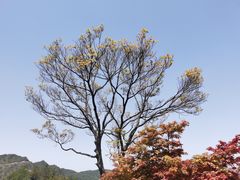 -龙岩梅花山虎园