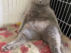 -派多格宠物·购宠(靛厂路店)