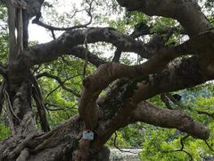 -小洲村
