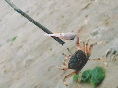 -北海金海湾红树林生态旅游区