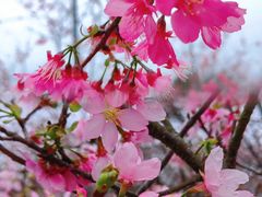 -天适樱花悠乐园