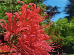 -上海市龙华烈士陵园