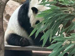 -成都动物园
