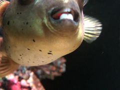 -暹罗海洋世界