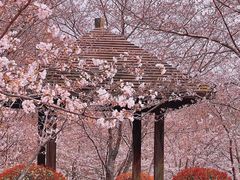 -顾村公园
