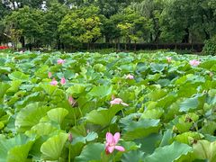 -荷塘月色湿地公园·向阳花洲