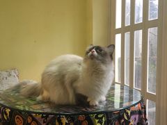 -猫色咖啡·猫咖