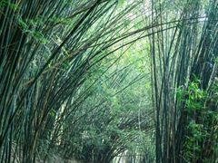 -铁山坪森林公园