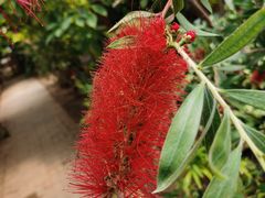 -呀路古热带植物园