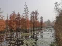 -池杉湖湿地公园