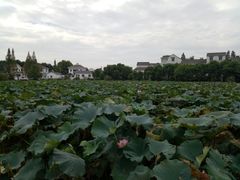 -东山香樟园