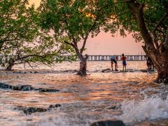 -宝安西湾红树林湿地公园