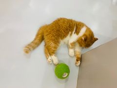 -糯米喵星人·撸猫猫舍咖啡馆(西市场嘉华店)