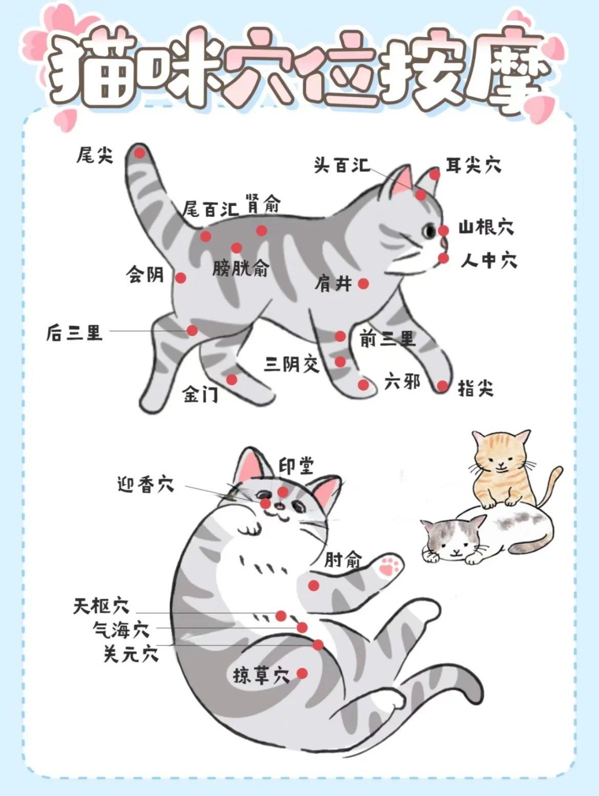 在疾病预防也有很好的效果
猫咪和狗狗身上也有各种穴位,通过按摩