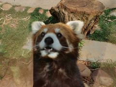 -云南野生动物园