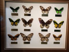 -上海昆虫博物馆