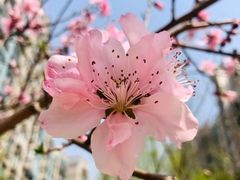 -桃花堤公园